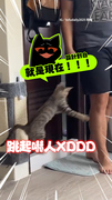 【可愛爆擊】調皮貓躲牆角埋伏！見爸出廁所下秒跳起嚇人XD