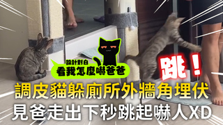 調皮貓躲廁所外牆角埋伏　見爸走出下秒跳起嚇人XD