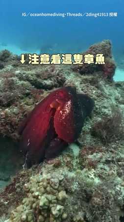 【章魚擬態開掛中】1秒變岩石我整個看傻！根本背景偽裝術XD