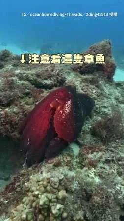 【章魚擬態開掛中】1秒變岩石我整個看傻！根本背景偽裝術XD