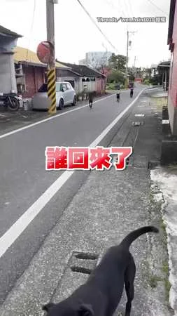 【老大妳回來啦！】女子回家被歐告大軍迎接❤