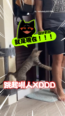 【可愛爆擊】調皮貓躲牆角埋伏！見爸出廁所下秒跳起嚇人XD