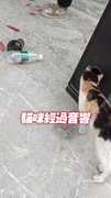 【目標鎖定】音響裡有老鼠？小貓一秒解決！