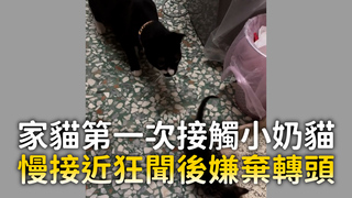 家貓第一次接觸小奶貓　慢接近狂聞後嫌棄轉頭
