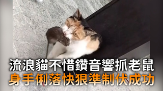 流浪貓不惜鑽音響抓老鼠　身手俐落快狠準制伏成功