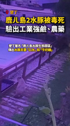 【蓄意毒殺？】墾丁鹿ㄦ島2水豚中毒亡！園方報警揪真兇
