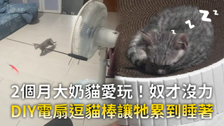 2個月大奶貓愛玩！奴才沒力　DIY電扇逗貓棒讓牠累到睡著