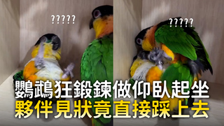 鸚鵡狂鍛鍊做仰臥起坐　夥伴見狀竟直接踩上去