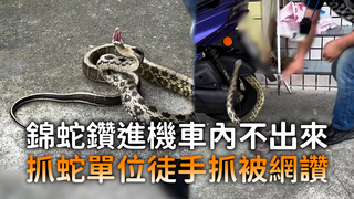 錦蛇鑽進機車內不出來　抓蛇單位徒手抓被網讚