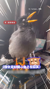 【記得開聲音】八哥學媽說話講完自己開心竊笑XD