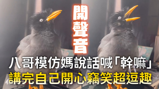 八哥模仿媽說話喊「幹嘛」　講完自己開心竊笑超逗趣