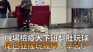 機場檢疫犬下班翻肚玩球　尾巴狂搖玩瘋網：辛苦了