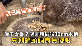 鏟子太香？冠豪豬偷啃30cm木柄　只剩鏟頭飼育員傻眼