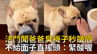法鬥聞爸爸臭襪子秒皺眉　不給面子直搖頭：緊酸喔