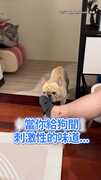 【太臭了】法鬥聞爸爸臭襪子...不給面子直搖頭
