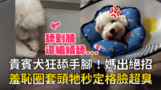 貴賓犬狂舔手腳！媽出絕招　羞恥圈套頭牠秒定格臉超臭