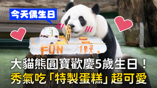 大貓熊圓寶歡慶5歲生日！　秀氣吃「特製蛋糕」超可愛