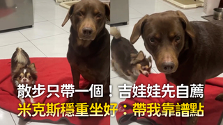 散步只帶一個！吉娃娃先自薦　米克斯穩重坐好：帶我靠譜點