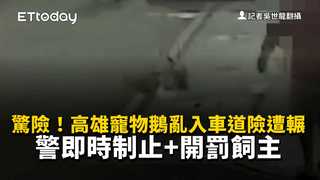 驚險！高雄寵物鵝亂入車道險遭輾　警即時制止+開罰飼主