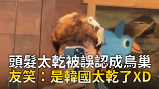 頭髮太乾被誤認成鳥巢　友笑：是韓國太乾了XD
