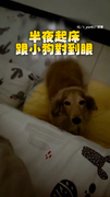 【抱我上去嘛～】媽半夜起床與狗狗對到眼　牠嚶嚶叫瘋狂求關注XD