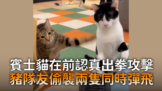 賓士貓在前認真出拳攻擊　豬隊友偷襲兩隻同時彈飛