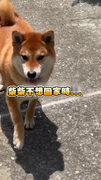 【柴不理你！】柴柴不想回家　媽乾脆轉身就跑讓牠倒追XD