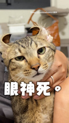 【滿臉厭世】虎斑貓被爸惡搞造型眼神死