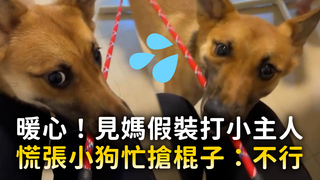 暖心！見媽假裝打小主人　慌張小狗忙搶棍子：不行