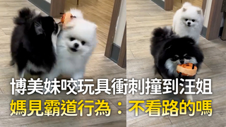 博美妹咬玩具衝刺撞到汪姐　媽見霸道行為：不看路的嗎