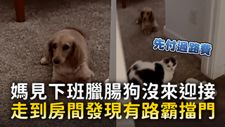 媽見下班臘腸狗沒來迎接　走到房間發現有路霸擋門