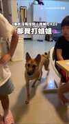 【超暖狗勾】媽假裝打小主人！護主米克斯急得衝上來搶棍子
