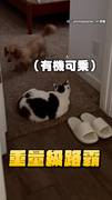 【先付過路費】臘腸狗沒來迎接媽媽下班！原來是被路霸貓擋住