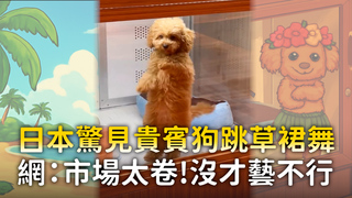 日本驚見貴賓狗跳草裙舞　網：市場太卷！沒才藝不行
