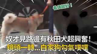 奴才見路邊有秋田犬超興奮！　鏡頭一轉...自家狗勾氣噗噗