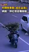 【停紅燈自備樹蔭】高雄阿姨騎車載超巨盆栽！視線遮擋照上路