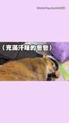 【好聞一直聞】貓皇銷魂狂吸「汗味背包」整隻ㄎㄧㄤ掉