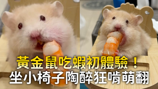 黃金鼠吃蝦初體驗！　坐小椅子陶醉狂啃萌翻