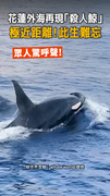 【鯨艷瞬間】花蓮奇遇「殺人鯨」僅距200m，此生難忘的奇蹟！