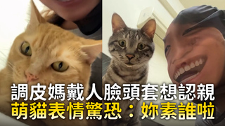 調皮媽戴人臉頭套想認親　萌貓表情驚恐：妳素誰啦