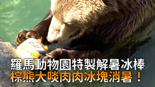 羅馬動物園特製解暑冰棒　棕熊大啖肉肉冰塊消暑！