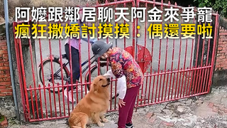 阿嬤跟鄰居聊天阿金來爭寵　瘋狂撒嬌討摸摸：偶還要啦