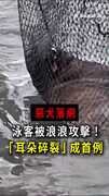 【海灘驚魂】泳客被浪浪攻擊耳朵碎裂！惡犬終落網
