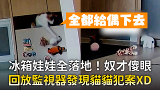 冰箱娃娃全落地！奴才傻眼　回放監視器發現貓貓犯案XD