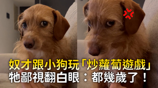 奴才跟小狗玩「炒蘿蔔遊戲」　牠鄙視翻白眼：都幾歲了！