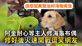阿金耐心等主人修海龜布偶　修好後火速開戰逗笑網友