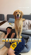 【爸爸愜意躺狗窩裡】阿金直接踩身上宣示主權超可愛XD