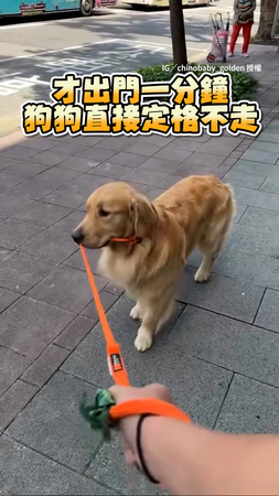 【剛出門秒變拒否犬】阿金嫌太熱狂拉牽繩要回家XD