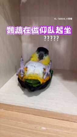 【這姿勢太危險】鸚鵡仰臥起坐做一半…竟被同伴強制支援（？）