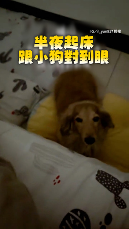 【抱我上去嘛～】媽半夜起床與狗狗對到眼　牠嚶嚶叫瘋狂求關注XD